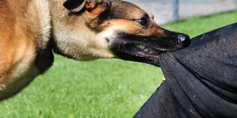 Mơ Thấy Chó Đánh Con Gì? Đi Tìm Các Đáp Án Chính Xác Nhất 5 Mơ thấy chó đánh con gì khi chúng cắn bạn? Nên đánh 92, 29 và 93